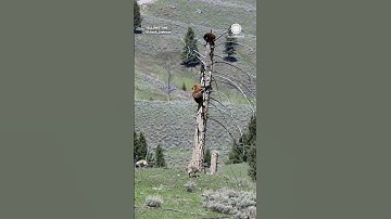 Bears Climb Tree to Escape Coyotes