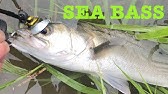 シーバス遡上 稚魚とスプーン Youtube シーバス遡上 稚魚とスプーン Youtube