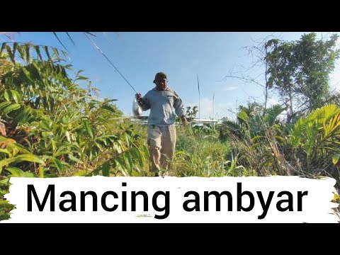 mancing ambyar