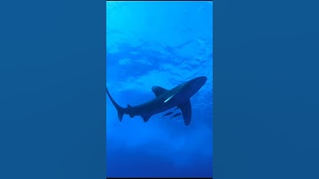 القرآن الكريم راحة نفسية سورة الرحمان