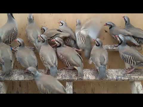 Кеклик - (каменная