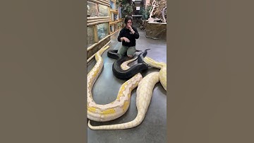 Surrounded by GIANT SNAKES😳
