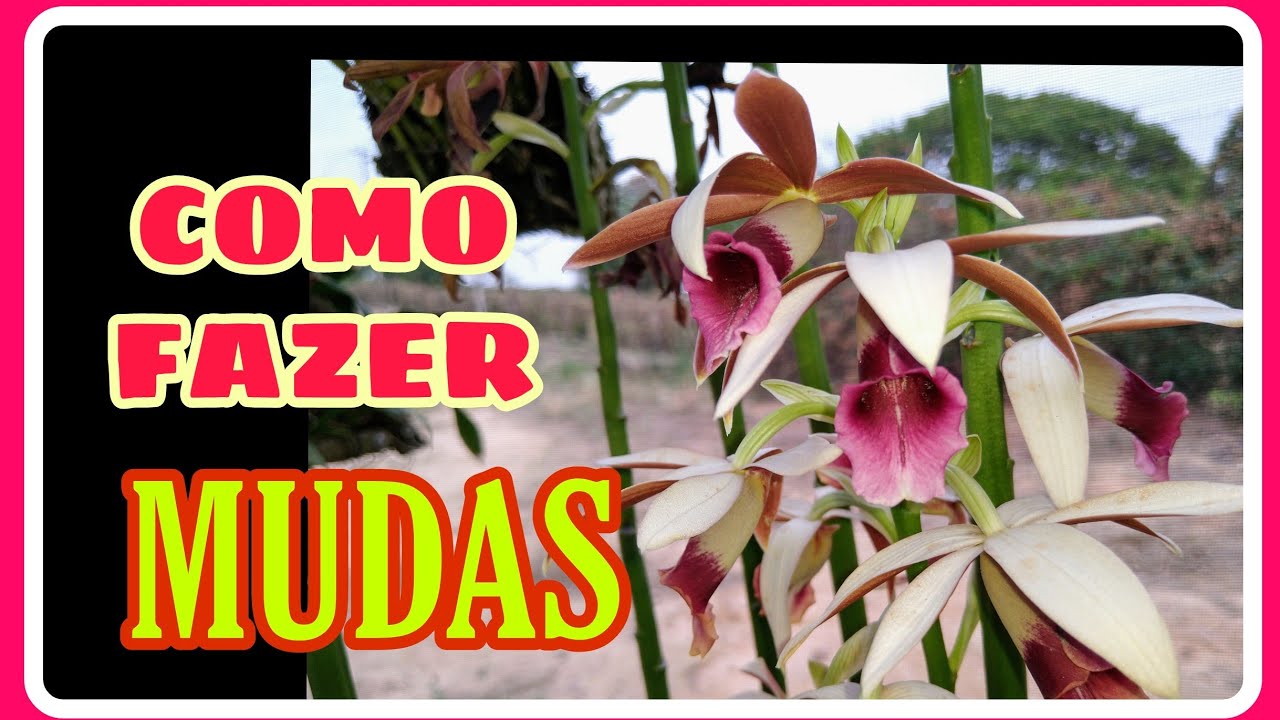Orquídea Terrestre - Como Fazer MUDAS da CAPUZ DE FREIRA / PHAIUS  TANCARVILLEAE - thptnganamst.edu.vn