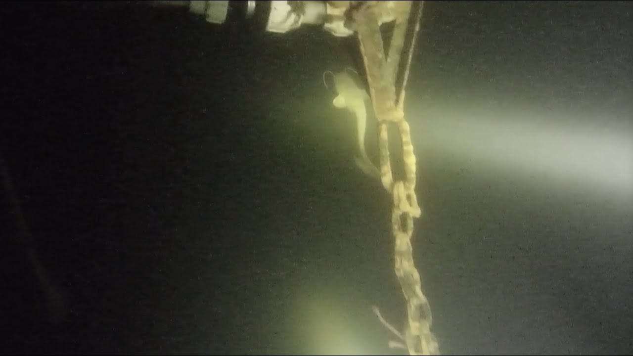 Nurkowanie do ekofloksa w Kiekrzu