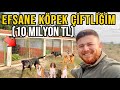 Yeni Köpek Çiftliğimizle Tanışın! ( 10 MİLYON TL)