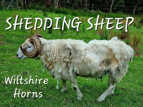 Shedding Sheep -