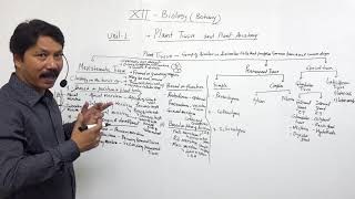 Class 12 Biology plant anatomy