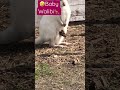 Baby walibi shorts viral animals cute
