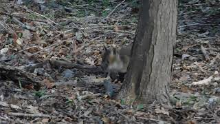 A brave baby fox running across the yard. by Tim Basso 3,043 views 3 years ago 1 minute, 6 seconds