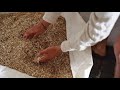 Construire et rnover en chanvre  extrait mooc construire en fibres vgtales