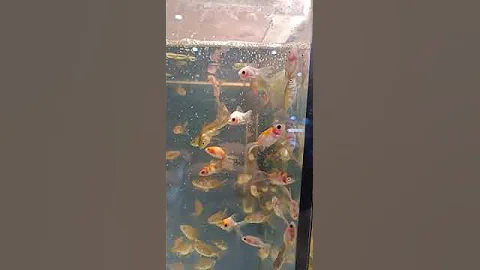 молодые вуалехвосты