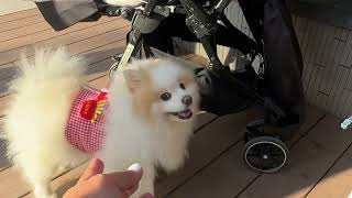 Super Cute Ng Aso Na Ito Ang Puti Puti Nia Kumain Tapos Uminom Fin Ng Tubig Parang Tao Ah