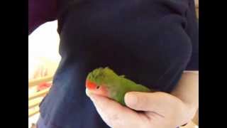 ティコちゃんオフ会で抱っこ20121015DSCF7165