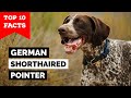 German Shorthaired Pointer - Top 10 Facts の動画、YouTube動画。