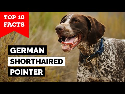 Video: Shorthair Pointer: Deskripsi Breed Dari Jerman