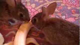 Cottontails wild about bananas! by Natascha Wille 538 views 10 years ago 2 minutes, 6 seconds