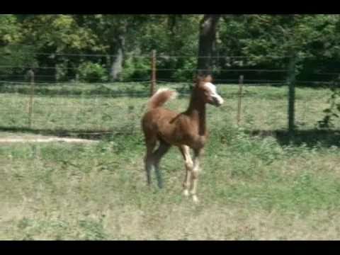 SSP I Be Zoomin - welsh pony colt for sale