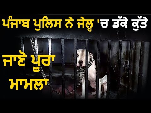 Punjab Police ने Jail में बंद किए कुत्ते, जानिए पूरा मामला