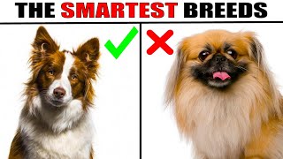 5 Fastest Trainable Dog Breeds by Tip Top 490 views 6 months ago 10 minutes, 35 seconds