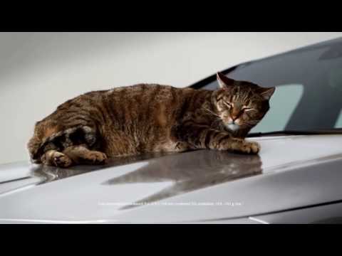Vídeo: Quant De Temps Viuen Els Gats?