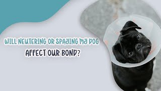 Will Neutering or Spaying My Dog Affect Our Bond? by Ask Dr. Sammy 32 views 3 months ago 2 minutes, 1 second