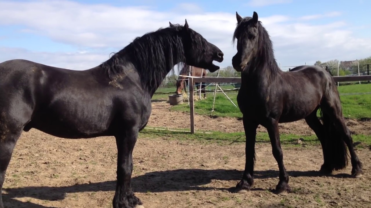 Vernederen motor borstel Daantje zijn laatste spel als hengst - bij Paard in Nood - YouTube