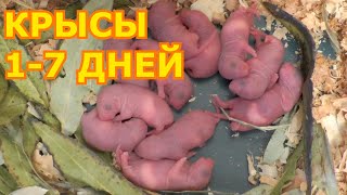 Декоративные крысы 1-7 дней. Новорожденные крысята