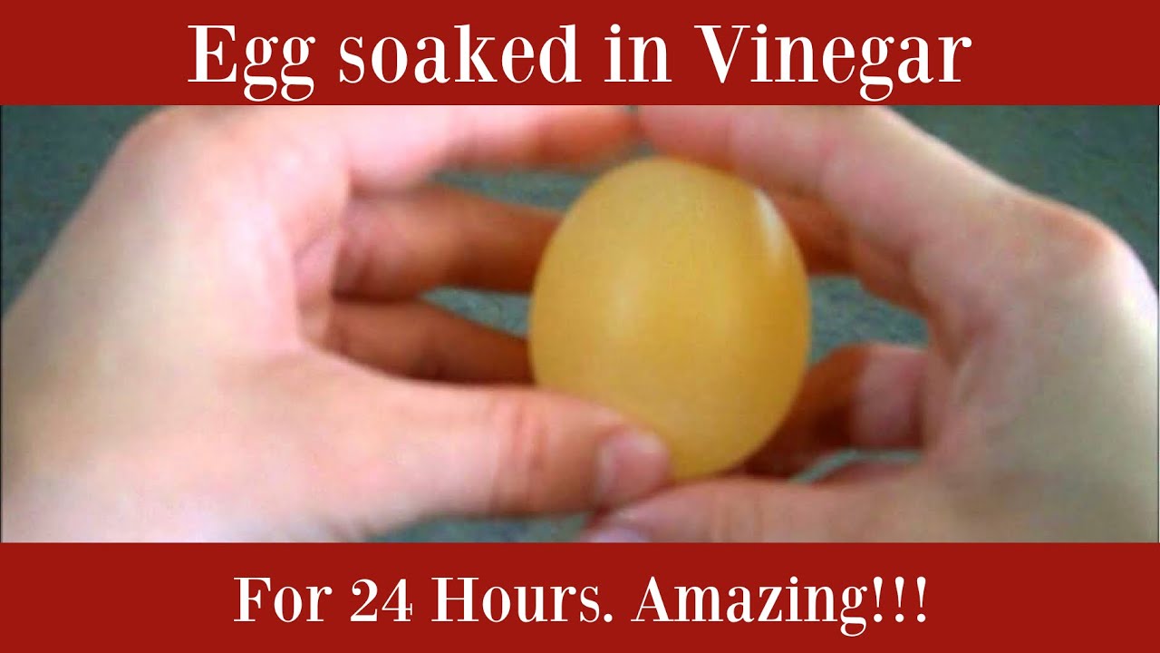 Leaving An Egg In Vinegar For 24 Hours legit 100 experiment funny leaving-an-egg-in-vinegar-for-24-hours-legit-100-experiment-funny