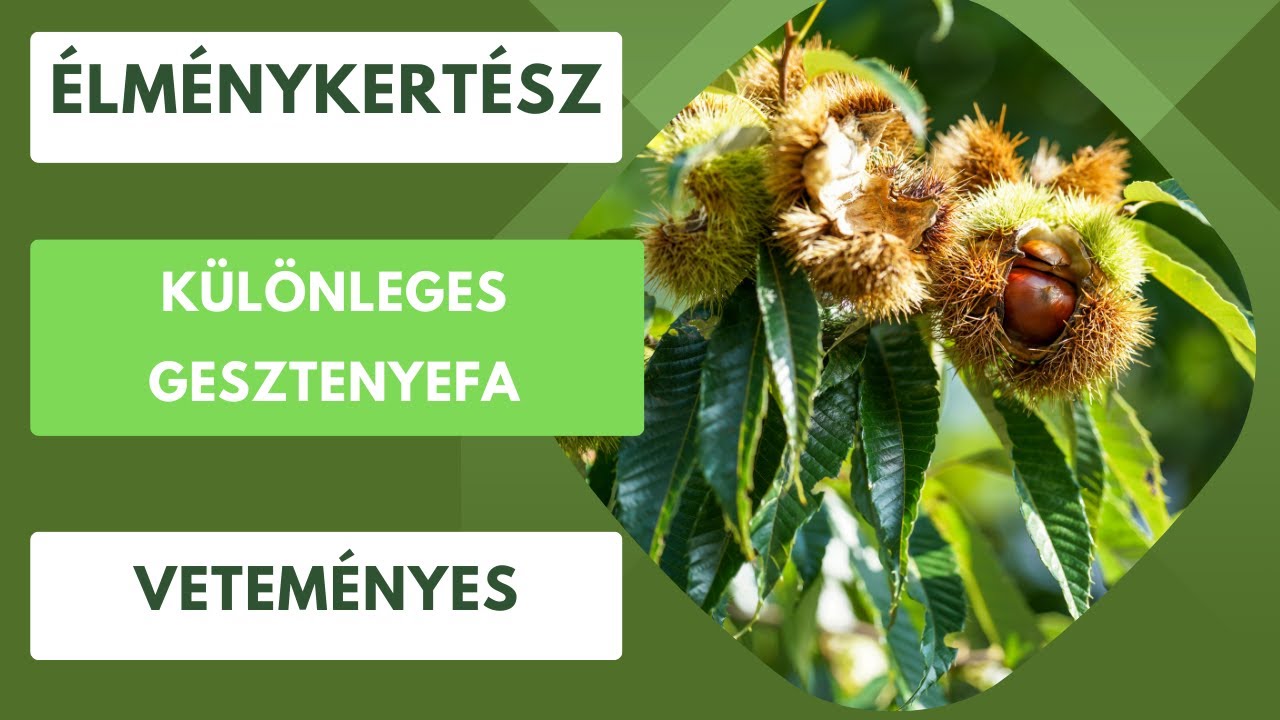 Különleges szelídgesztenyefa, ami alatt vargánya nő!🌰