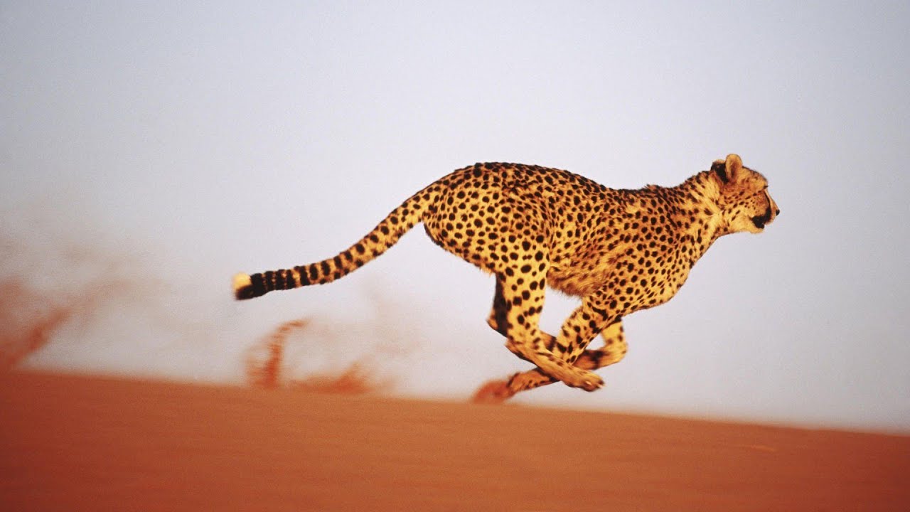 Cheetah Running in Maximum Speed (2021) - YouTube