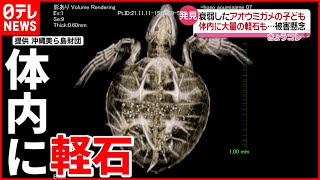 【軽石】ウミガメの子ども衰弱して死亡  与論島では停電危機も