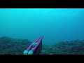 Spearfishing Big blue runner/pathos sniper