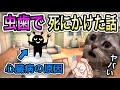 【心臓病の原因？】虫歯を放置して死にかけた話 #猫ミーム