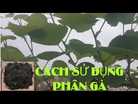 Video: Phân Gà Là Một Loại Phân Bón Tuyệt Vời Cho Khu Vườn