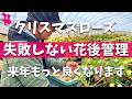 【必見】クリスマスローズの開花〜花後の管理をプロが実演解説します