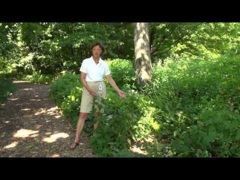 Video: Kas ir Boneset - uzziniet par Boneset auga lietošanu un kopšanu