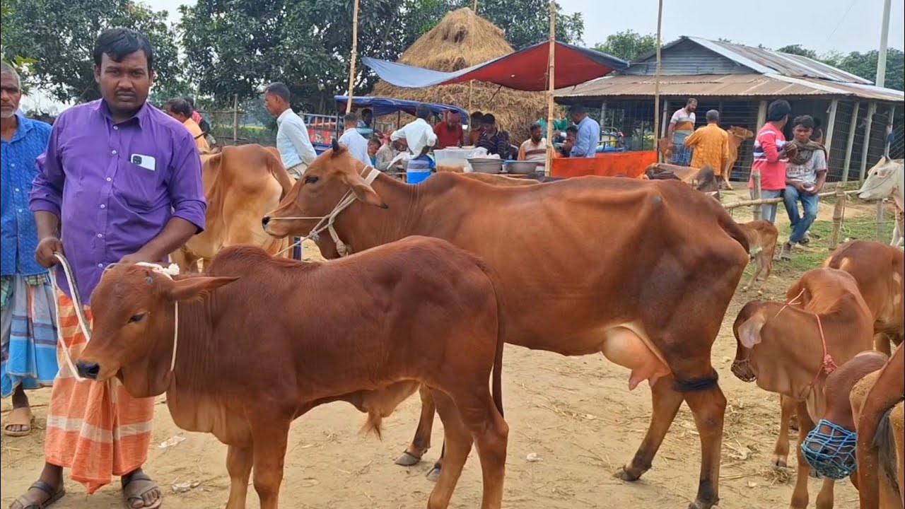 @আজ March 2, 2026|বাছুর সহ গাভী গরুর দাম | gavi goru dam | | রানীগঞ্জ হাট |দিনাজপুর