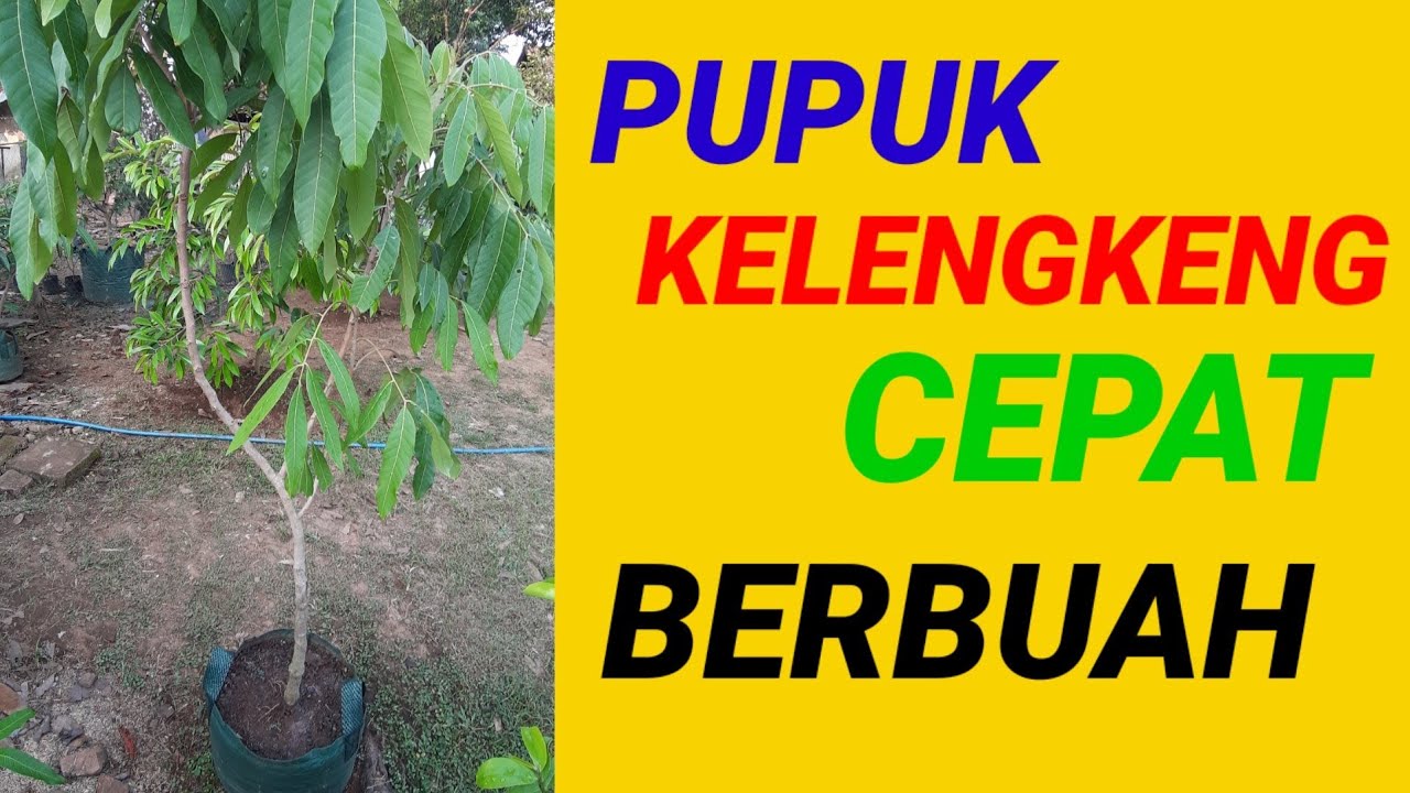 POHON KELENGKENG LAMA TIDAK BERBUAH, INI SOLUSINYA - YouTube