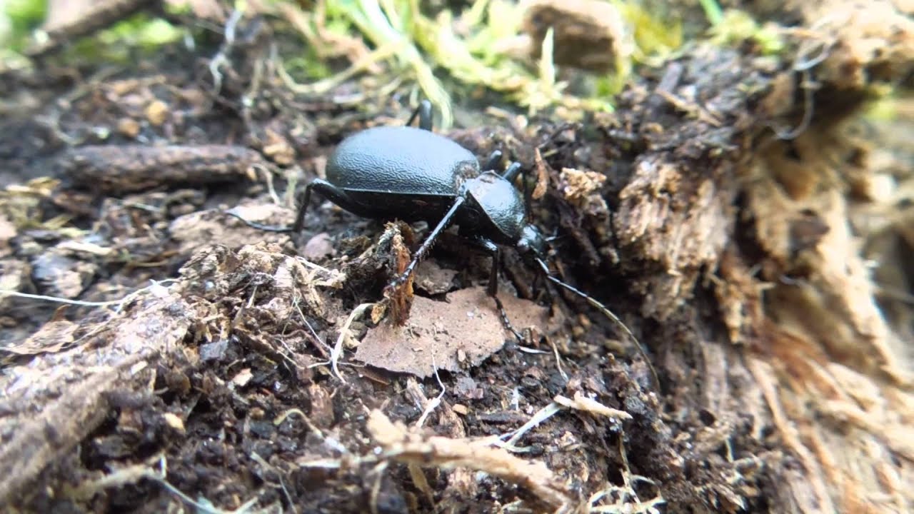 Cychrus caraboides - Ground Beetle / Laufkäfer
