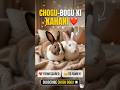 ​🐰 Chogu aur Bogu Ki Kahani ❤️: From Scared Bunnies to Happy Family #rabbit #bunny #shorts