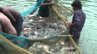 Fishing In Indian River | Fishing With Nets | Fishing Videos In India