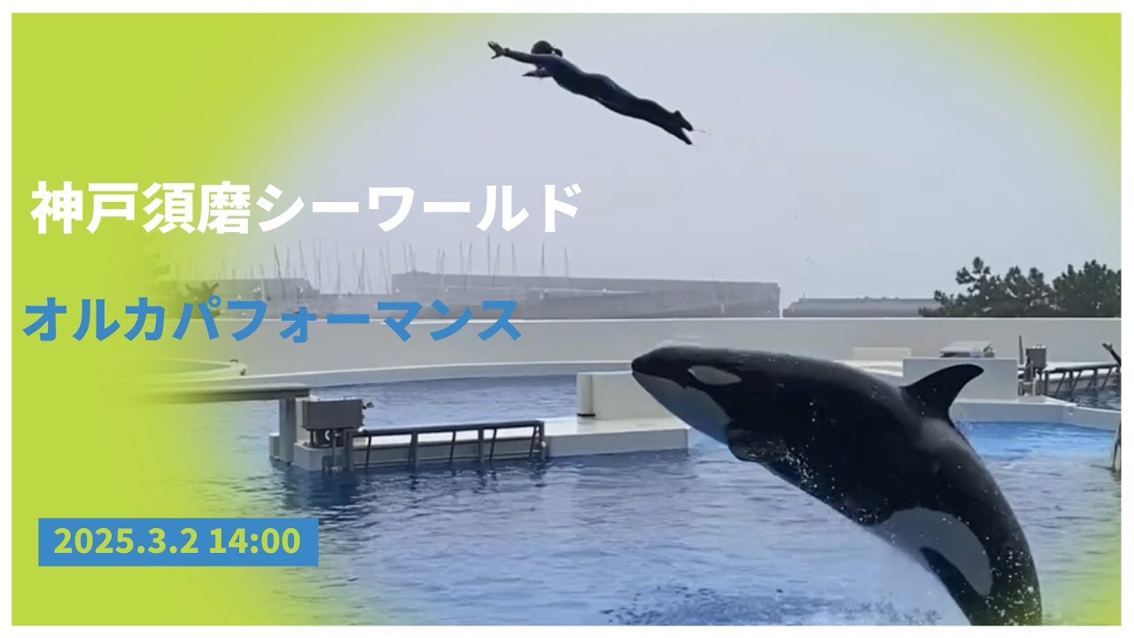 神戸須磨シーワールド　オルカパフォーマンス　2025.3.2 14:00