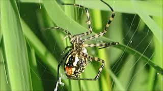 THREE INSECTS AND A SPIDER   SURPRISE AFTER SURPRISE, ТРИ НАСЕКОМЫХ И ПАУК