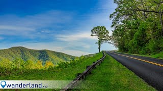 Warbler Road, 2025 Edition! Birding and Photography in Virginia's Blue Ridge