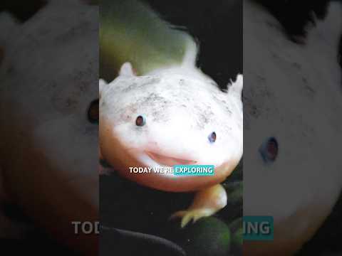 Axolotls Have The