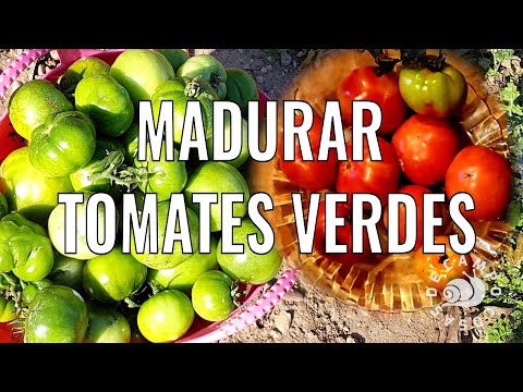 Video: Almacenamiento de tomates en el interior - Cómo convertir los tomates verdes en rojos