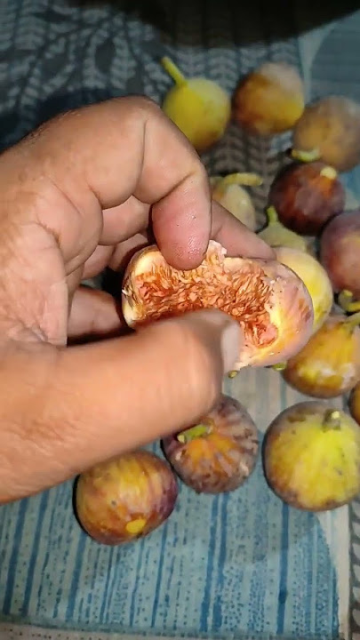 #fig #anjeer #fruit #puna fig