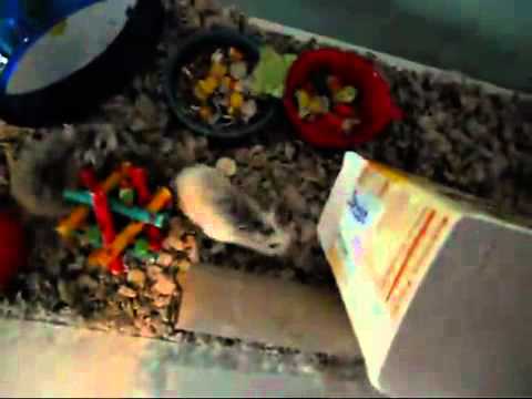 how-to-make-a-fun-hamster-house-youtube