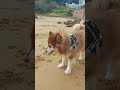 #doglover #dogsbarkingsoundstomakeyourdogreact #music #funny #sound #dog #barking #satisfying
