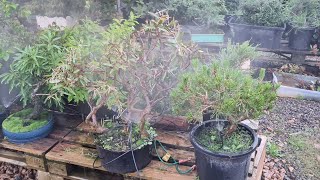 Bonsai Automatic Irrigation setup For hot weather in Australia, Aussie bonsai Bloke